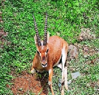 Health workers wounded in chinkery | चिंकाराच्या धडकेत आरोग्यसेवक जखमी Health workers wounded in chinkery | चिंकाराच्या धडकेत आरोग्यसेवक जखमी