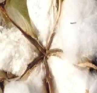Fadnage to be done in cotton in Vidarbha! | विदर्भात कापसाचे करावे लागणार फेरनियोजन!