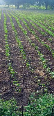 The dry farm crops 'coma' in coma | कोरडवाहू पिके ‘कोमा’त