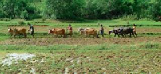 Withholding the rinse without rain | पाऊस नसल्याने रोवणी खोळंबली