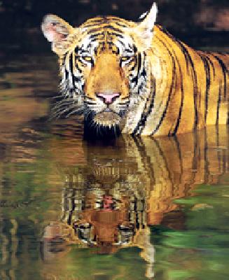 Tadoba will be going 'Echo Tourism Destination' | ताडोबा होणार ‘इको टुरिझम डेस्टिनेशन’