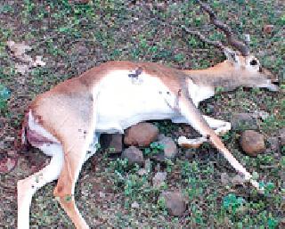 Dead grapefruit disappeared | मृत काळवीट बेपत्ता