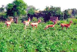 The rainy season already has wildlife ... | आधीच पावसाची दडी त्यात वन्यजीवांचा हैदोस...