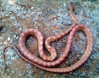 Extra-hard 'Foston Fat' snake found | अतिदुर्मिळ ‘फोस्टन फॅट’ साप आढळला