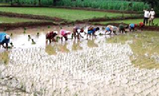 Farmers of Japanese farming | शेतकऱ्यांनी जपानी शेती