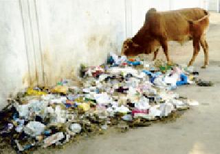 Critical Concrete Questions in Chandrapur | चंद्रपुरात घनकचऱ्याचा प्रश्न गंभीर