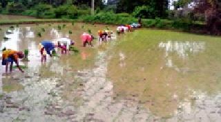 Ranchi on the rhythm of folk music | लोकगीतांच्या तालावर धानाची रोवणी Ranchi on the rhythm of folk music | लोकगीतांच्या तालावर धानाची रोवणी