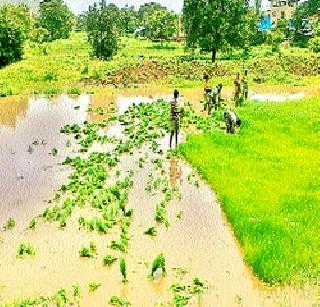 Bhatrope Kujali in the Hauk | खाचरातील भातरोपे कुजली Bhatrope Kujali in the Hauk | खाचरातील भातरोपे कुजली