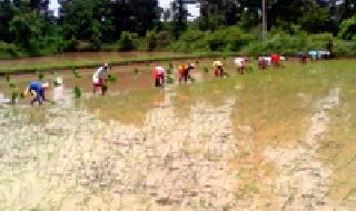 Planting in 20 hectare with the help of machine | यंत्राच्या सहायाने २० हेक्टरमध्ये रोवणी