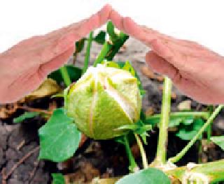 The deadline for kharif crop insurance till July 31 | खरीप पीक विम्याची अंतिम मुदत ३१ जुलैपर्यंत The deadline for kharif crop insurance till July 31 | खरीप पीक विम्याची अंतिम मुदत ३१ जुलैपर्यंत