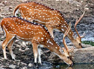 9 37 50 lakhs given to animals | ९३७ जनावरांसाठी दिले ५० लाख