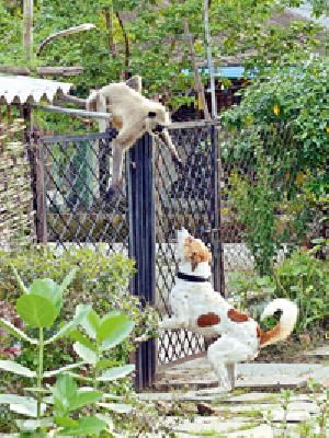 Battle: | लढाई :