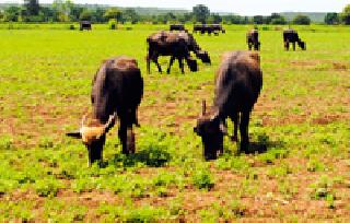 Crop death: | पिकांचा मृत्यूही जगवतो कुणाला तरी : Crop death: | पिकांचा मृत्यूही जगवतो कुणाला तरी :