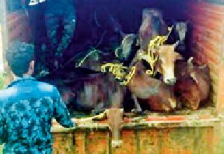 Save the lives of 26 cows in slaughter house | कत्तलखान्यात जाणाऱ्या २६ गार्इंचे प्राण वाचविले Save the lives of 26 cows in slaughter house | कत्तलखान्यात जाणाऱ्या २६ गार्इंचे प्राण वाचविले