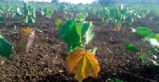 Inflammation of the disease on cotton | कपाशीवर मर रोगाचा प्रादुर्भाव Inflammation of the disease on cotton | कपाशीवर मर रोगाचा प्रादुर्भाव