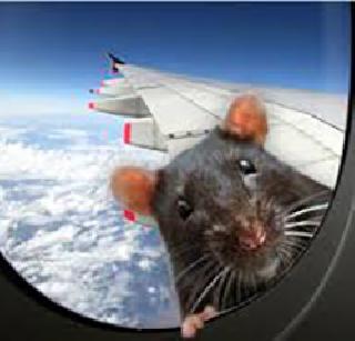 Air-India plane on the ground due to a mouse | उंदरामुळे एअर इंडियाचे विमान जमिनीवर Air-India plane on the ground due to a mouse | उंदरामुळे एअर इंडियाचे विमान जमिनीवर