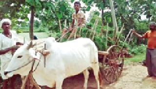 Scarcity of Pendants for Roasting: | रोवणीसाठी पेंंड्यांचा तुटवडा : Scarcity of Pendants for Roasting: | रोवणीसाठी पेंंड्यांचा तुटवडा :