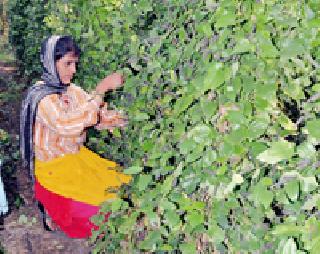 Narayana should take the Vida! Panashaukana's village | विडा घ्या हो नारायणा ! पानशौकिनांचे गाव