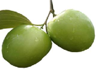 Farmers fraud in Apple bore collection | अॅपल बोर कलमात शेतकऱ्यांची फसवणूक Farmers fraud in Apple bore collection | अॅपल बोर कलमात शेतकऱ्यांची फसवणूक