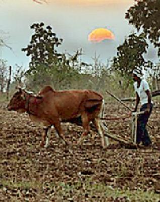 Election funding on farmers' subsidy | शेतकऱ्यांच्या अनुदानावर निवडणुकीने अवकळा