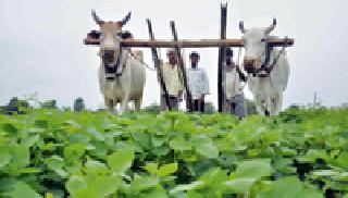 Enriched farming ... | बहरलेली शेती...