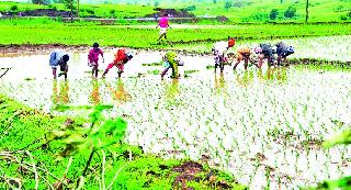 Expansion time | आवणीची लगबग Expansion time | आवणीची लगबग