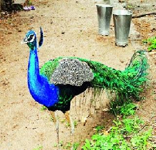 Hunger Time on Peacocks | मोरांवर उपासमारीची वेळ Hunger Time on Peacocks | मोरांवर उपासमारीची वेळ