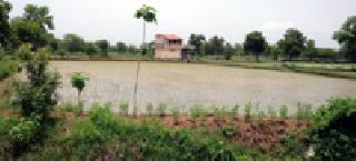 Heat the farmer with a heavy rain shower | पावसाच्या दमदार हजेरीने शेतकरी सुखावला Heat the farmer with a heavy rain shower | पावसाच्या दमदार हजेरीने शेतकरी सुखावला