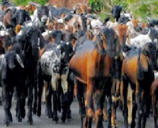 Inhuman transport of animals from the highway | महामार्गावरून जनावरांची अमानवीय वाहतूक