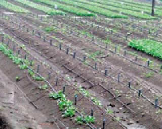 Due to the rain, the beggars dry up | पावसामुळे बळीराजा सुखावला