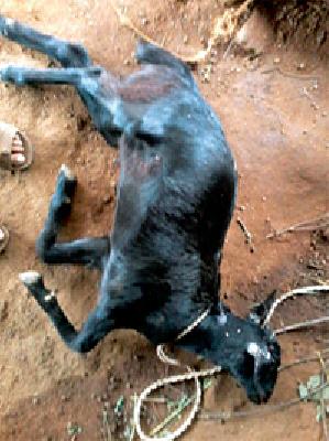 The tigers of the tigers in Vihirurga area | विहीरगाव परिसरात वाघाचा धूमाकूळ