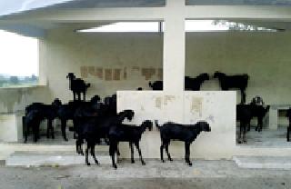 Shelter shelters: | णीबकऱ्यांचे आश्रयस्थान :