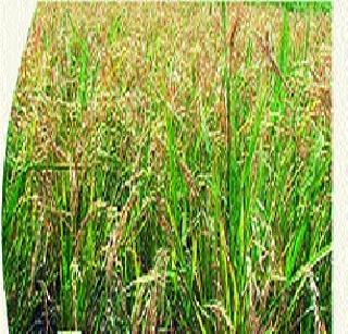 Kharif area expanded by 9 percent! | खरिपाच्या क्षेत्रात ९ टक्के वाढ! Kharif area expanded by 9 percent! | खरिपाच्या क्षेत्रात ९ टक्के वाढ!