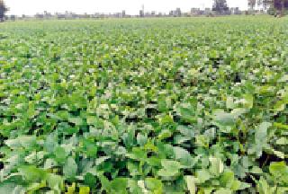 Soybean Bean: | सोयाबीन बहरले :