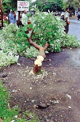 The 'slaughter of the tree' .. | ‘त्या’ वृक्षाची कत्तल..