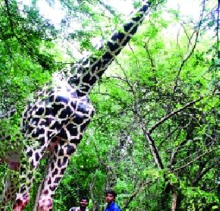 When the giraffe looks at the university ... | विद्यापीठात जिराफ दिसतो तेव्हा...
