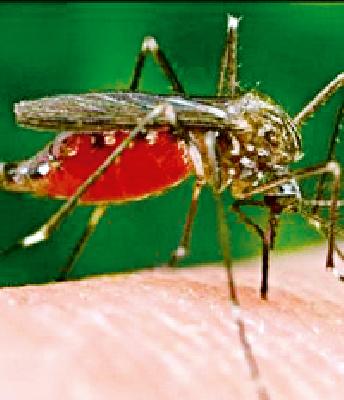 Along with the risk of developing the disease | साथरोग बळावण्याचा धोका वाढला Along with the risk of developing the disease | साथरोग बळावण्याचा धोका वाढला