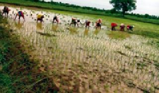 Velocity of work in the district | जिल्ह्यात रोवणीच्या कामांना वेग