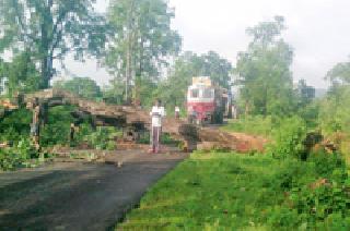 Crop fell: | वृृक्ष कोसळला :