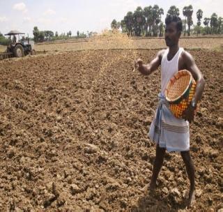 Sowing double sowing on 2.5 lakh hectares | अडीच लाख हेक्टरवर दुबार पेरणी Sowing double sowing on 2.5 lakh hectares | अडीच लाख हेक्टरवर दुबार पेरणी