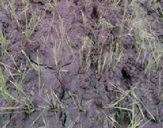 Clouds accumulate, but there is no rain | ढग जमतात, पण पाऊस पडतच नाही