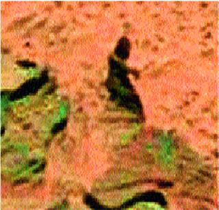 Claims of women on Mars | मंगळ ग्रहावर महिला दिसल्याचा दावा Claims of women on Mars | मंगळ ग्रहावर महिला दिसल्याचा दावा