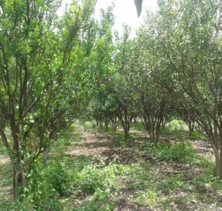 Turning the Orange Manufacturer | संत्रा उत्पादक अडचणीत Turning the Orange Manufacturer | संत्रा उत्पादक अडचणीत