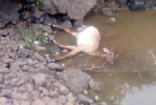 Kelatus sensation due to dead sex | मृत सांबरामुळे केळझरात खळबळ