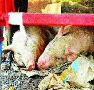 Panvel swine flu threat | पनवेलला स्वाइन फ्लूचा धोका Panvel swine flu threat | पनवेलला स्वाइन फ्लूचा धोका