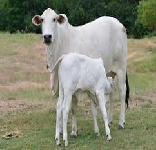 Now Satyagraha in Delhi for the slaughter of cattle | गोवंश हत्याबंदीसाठी आता दिल्लीत सत्याग्रह Now Satyagraha in Delhi for the slaughter of cattle | गोवंश हत्याबंदीसाठी आता दिल्लीत सत्याग्रह