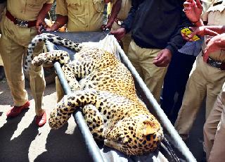 Caught a leopard near the Artillery Center | आर्टिलरी सेंटरजवळ बिबट्याचा बछडा पकडला