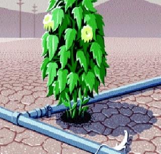 The Californian monsoon | कॅलिफोर्नियातील महादुष्काळ