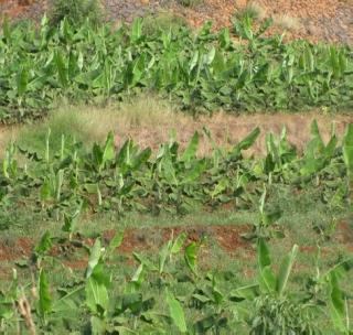 Fixed up to November for planting orchards | फळबाग लागवडीसाठी नोव्हेंबरपर्यत मुदत