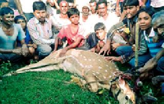 Gita survives: | चितळाला जीवदान :